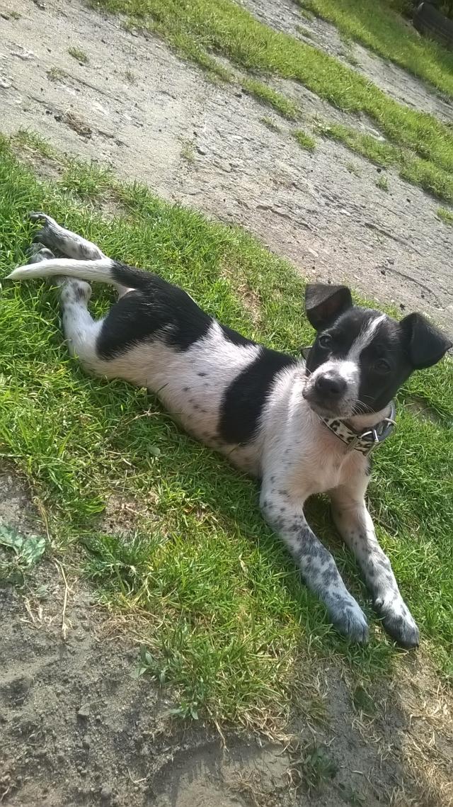 Roki