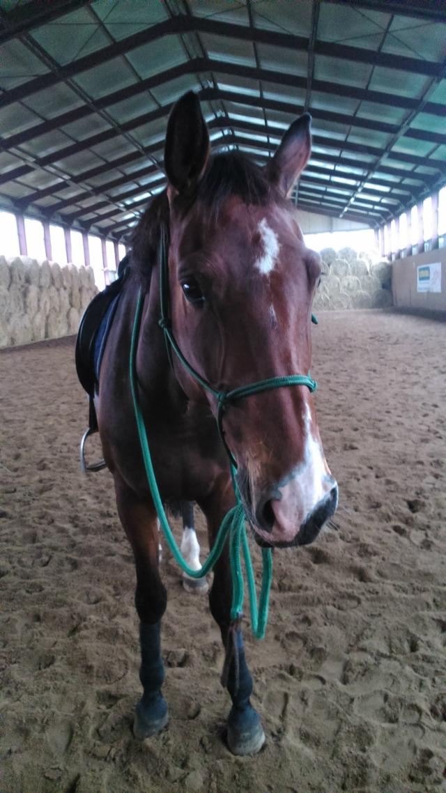 Wpis mooster