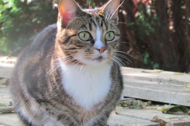 Kosmo