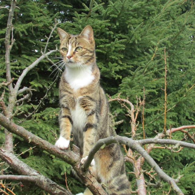 Kosmo Zdobywca