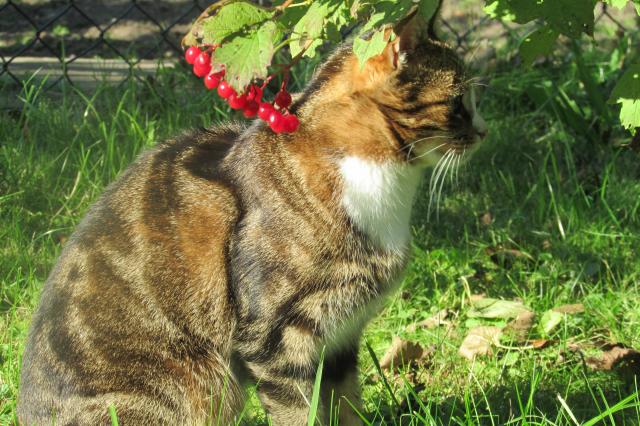 Kosmo i kalinowe korale:)