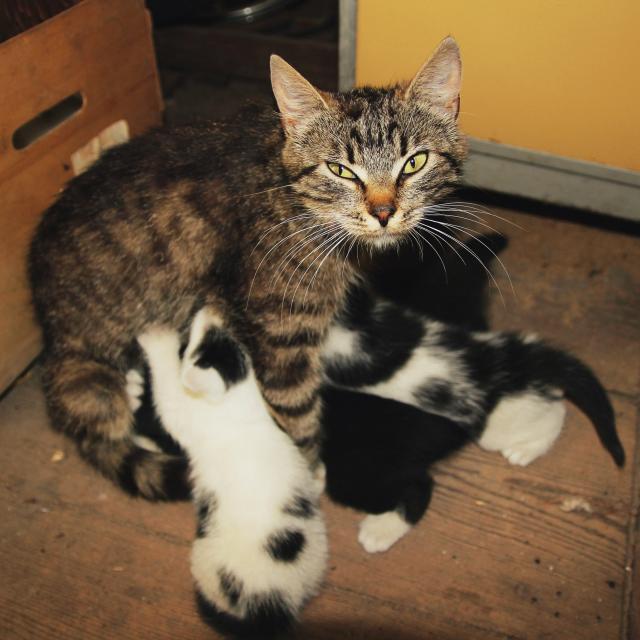 Kocia Mama