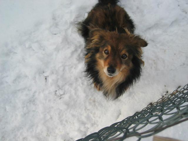 Mj piesek :> 