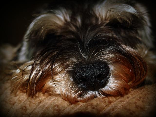 Milka.
