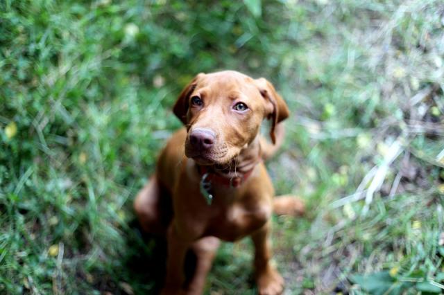 Merida Cinnamon Vizsla Dream