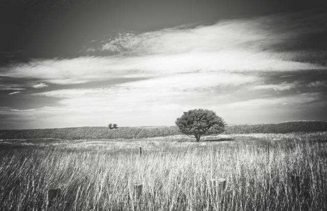 lonely tree