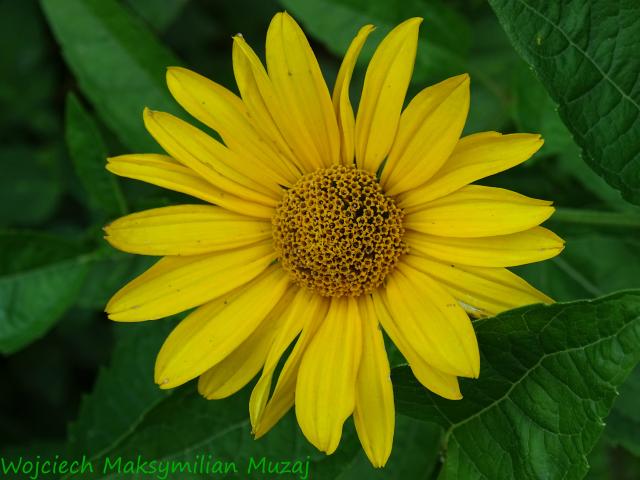 Flower Sun