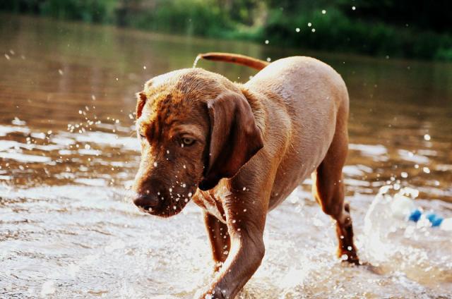 Merida Cinnamon Vizsla Dream