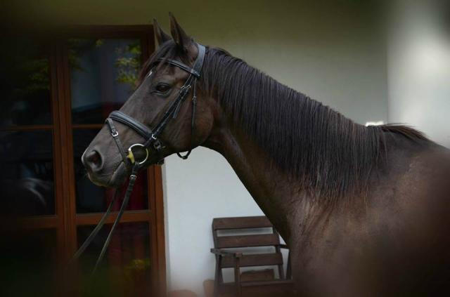 Misia :*