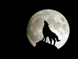 O druynie Nocne.wilki 