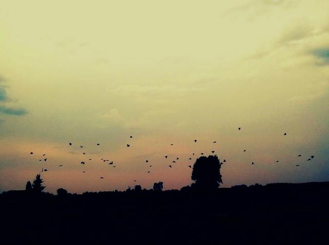 Wpis iwillflysomeday