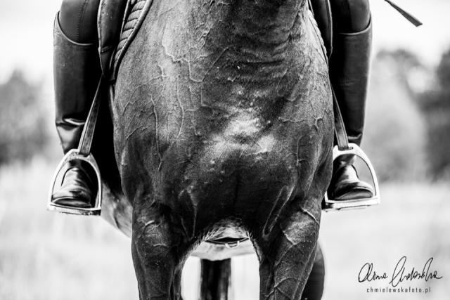 Wpis equinephoto