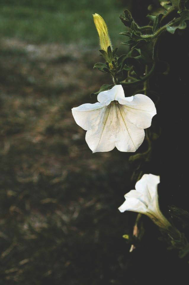 Wpis acidum