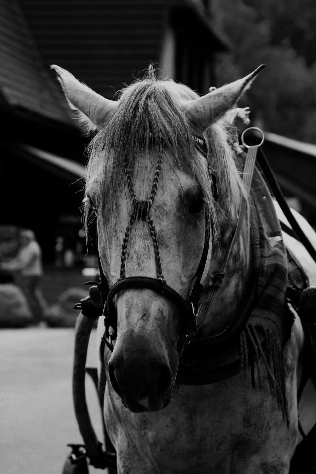 Konik