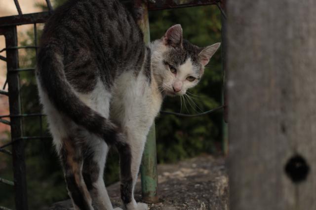 Kote