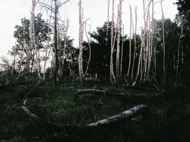 under cover of forlorn