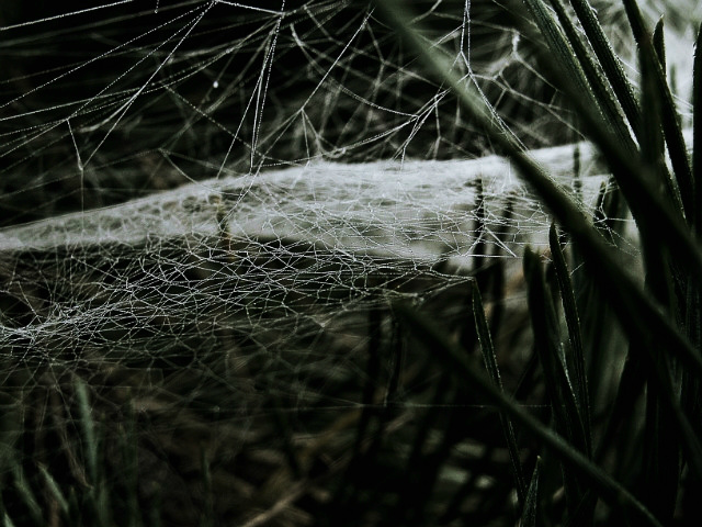 spiders