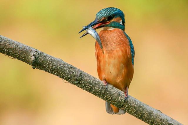 Zimorodek (Alcedo Atthis)