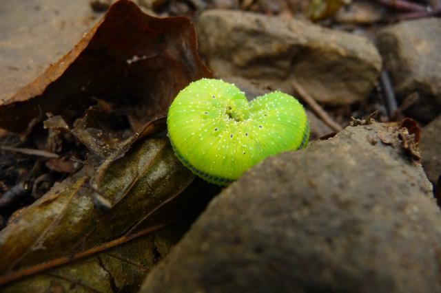 limonki