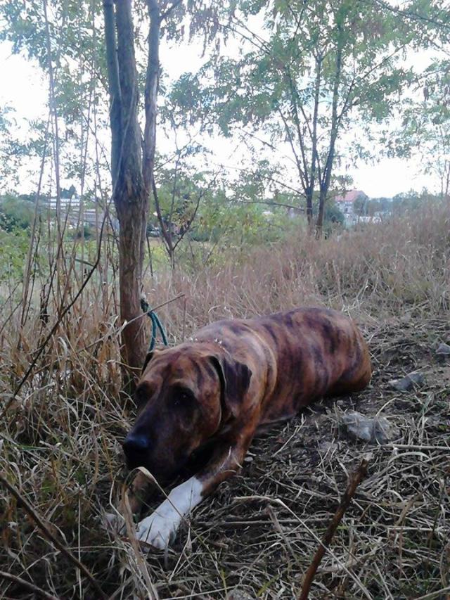 Dragu ^^