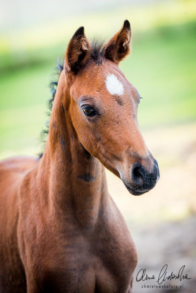 Wpis equinephoto