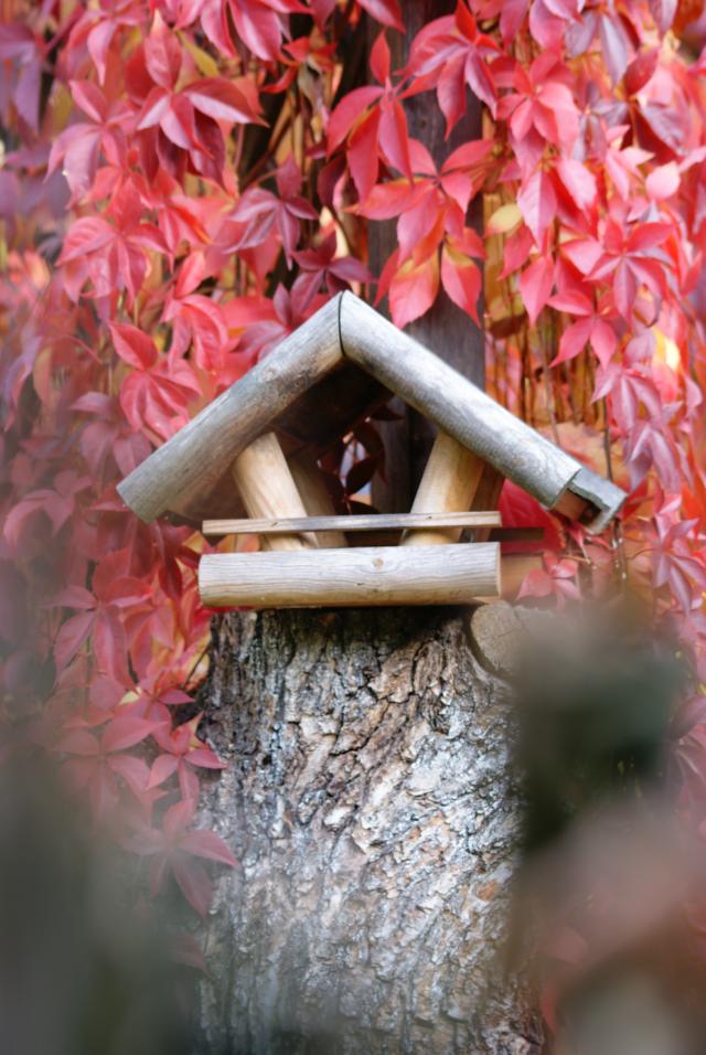 Awakening birdhouse..