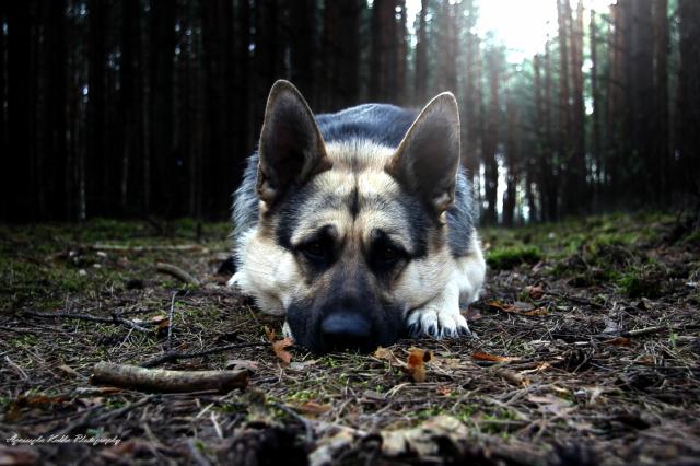 Rex :) 