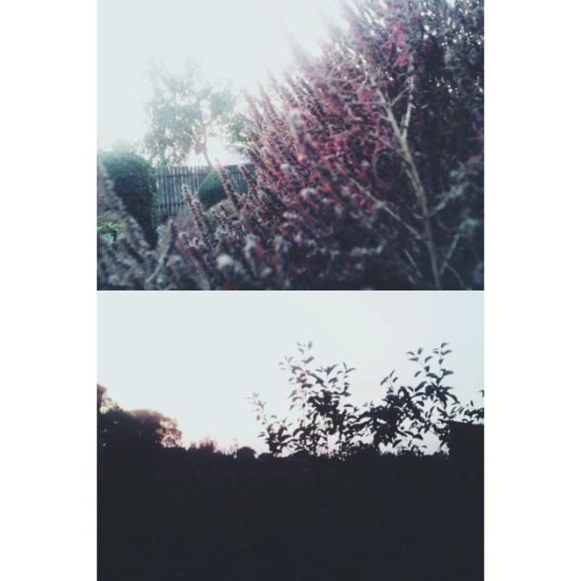 Wpis roseandwhite