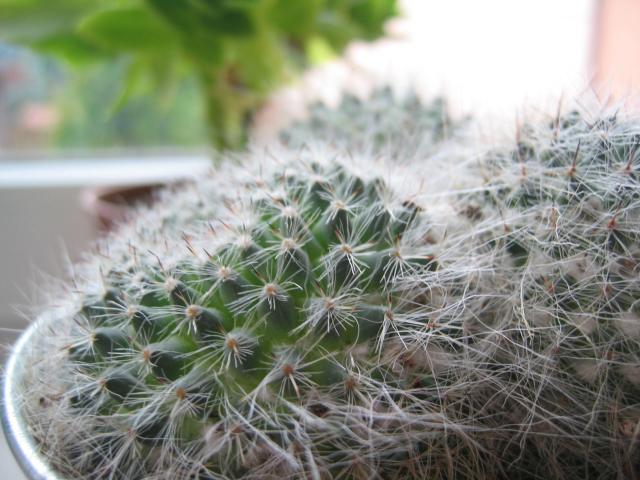 Cactus-my new friend!