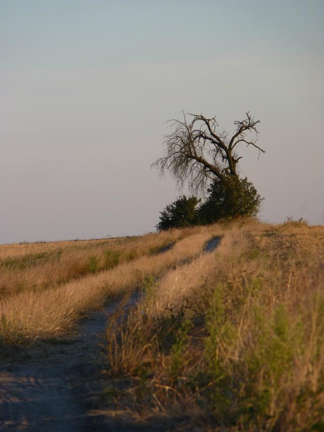 lonely tree