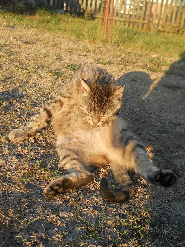 Rolinka