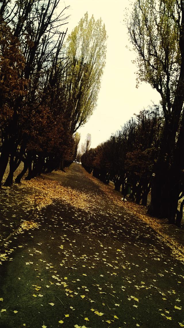pikna Legnica
