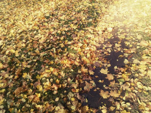 Gorzw Wlkp. - 28.10.2015r.
