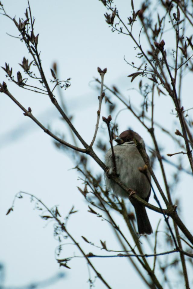 Wpis 95birds