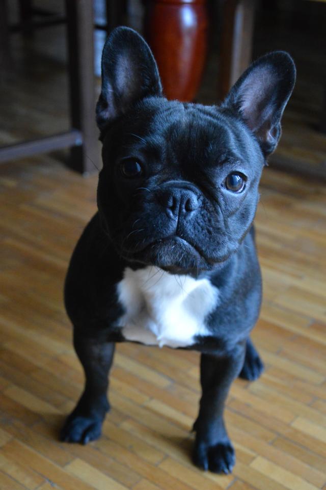lola
