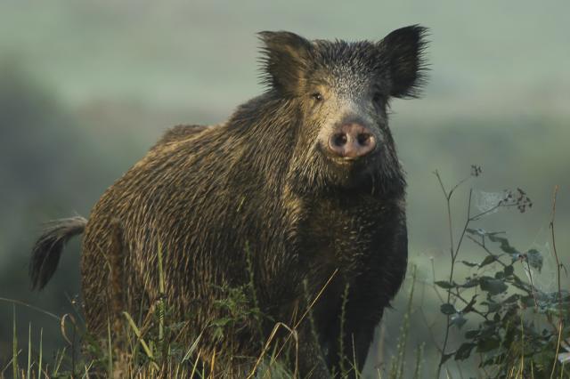 Dzik (sus scrofa) 