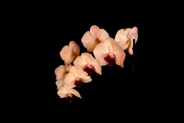 Orchidea