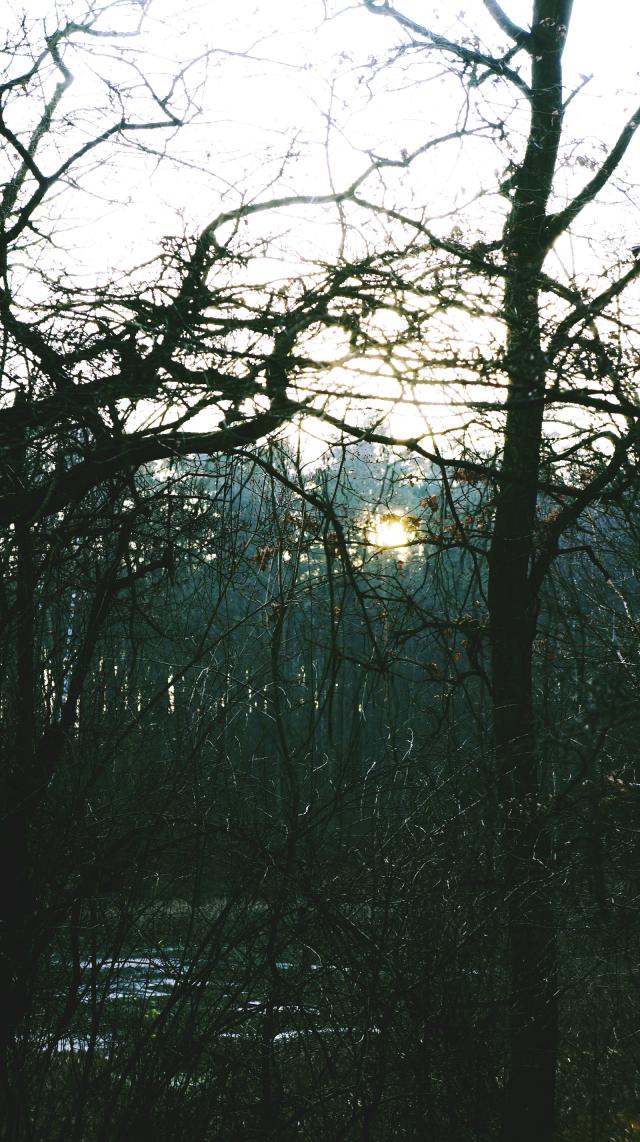 Evening forets
