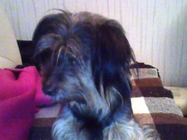 Moj pies