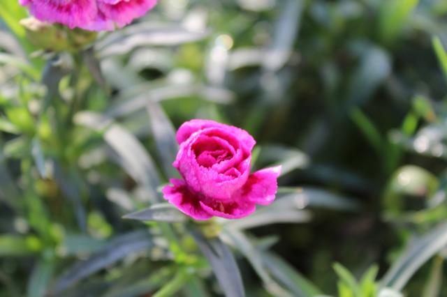 flower.