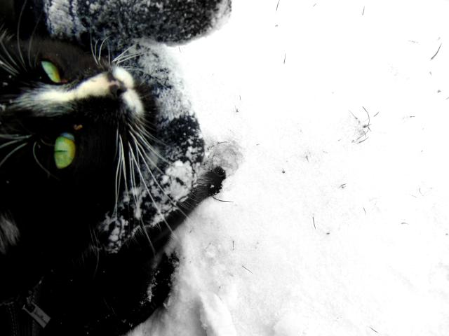 My cat 