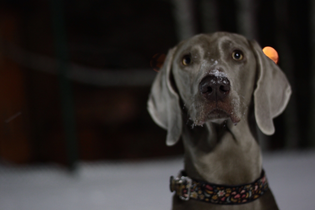 Wpis goodwishweims