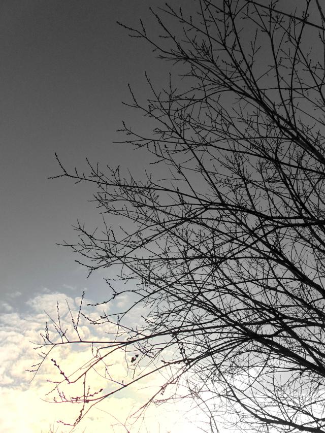 Black and white tree