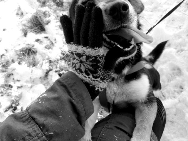 My dog