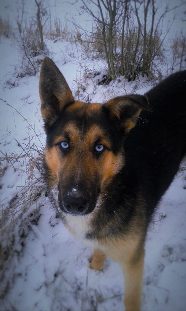 My dog ;)  his name  Fafik :D