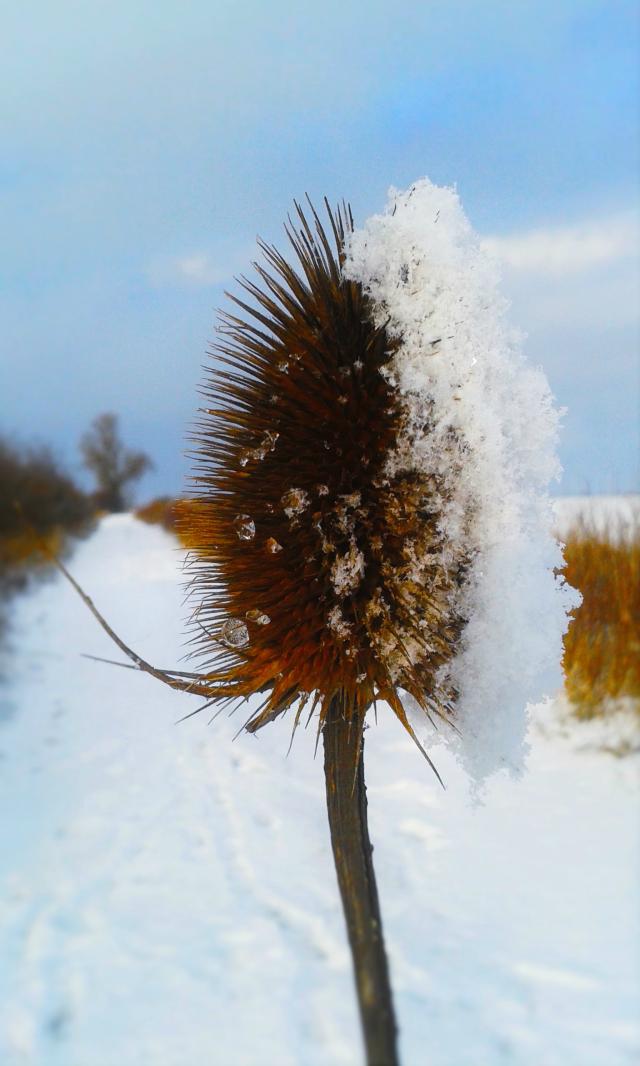 A  walk in the snow ;)