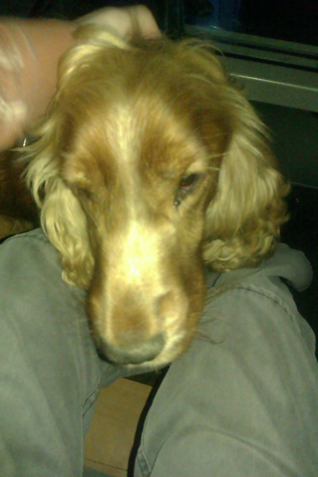 sambeusz :)