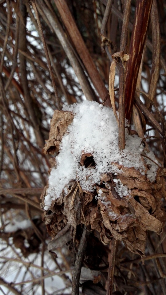 winter