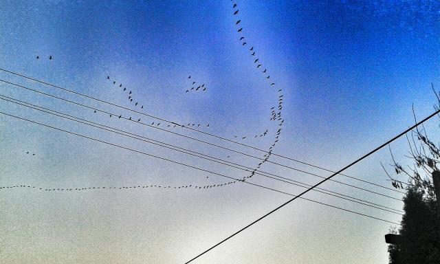 Birds *.* 