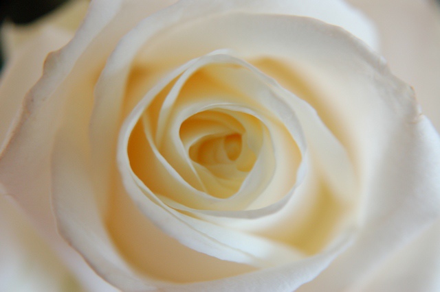 Wpis begonia